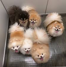 Kein Elevator Squad Kein Elevator Ozeladorpira Saturdayvibes Boo N Boo Elevator Kein Ozeladorpira Sat Tiere Hund Hundebabys Susse Tiere