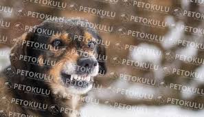 Kopeklerde Agresiflik Neden Olur Pet Okulu