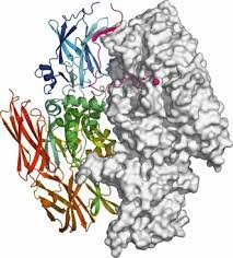Antikoagulantien pass pdf / medizinische und chemische. New Developments In The Area Of Factor Xiii Schroeder 2013 Journal Of Thrombosis And Haemostasis Wiley Online Library