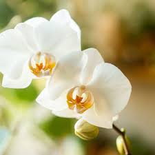 Maybe you would like to learn more about one of these? How To Get Phalaenopsis Orchid To Bloom Again