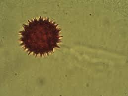 Image result for Bidens pinnatipartita