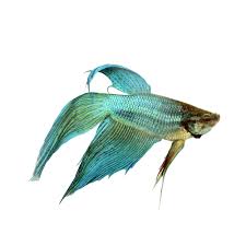 My first betta, a veiltail (norman), died at 7:00 this morning. Green Male Veiltail Bettas For Sale Order Online Petco