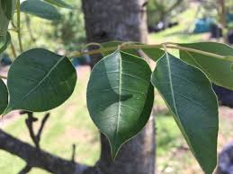 Image result for Sclerocarya birrea
