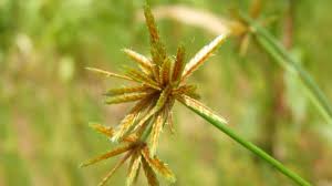 Image result for Cyperus amauropus
