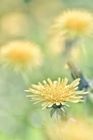 Pin By Little Heart Of Autumn On S O F T A N D P R E T T Y Dandelion Beautiful Flowers Love Flowers