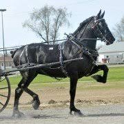 2014 Spring Buckeye Draft Horse Sale results