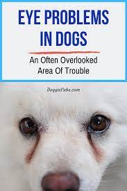 Eye Problems In Dogs An Often Overlooked Area Of Trouble Doggie Cube Dogs Eyes Problems Eyes Problems Dog Remedies