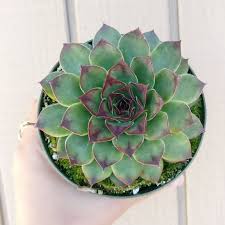 Check spelling or type a new query. Sempervivum Mahogany In 2021 Sempervivum Succulents Purple Tips