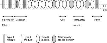 Fibronectin An Overview Sciencedirect Topics