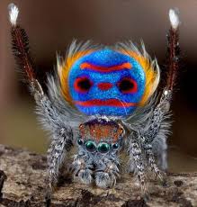 Tavus Kusu Orumcegi Guzel Yaratiklar Salticidae Hayvanlar