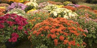 Winter season flowers name list in india. 30 Best Fall Flowers For An Autumn Garden Prettiest Flowers To Plant In The Fall
