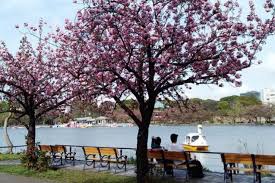 Walaupun negara kita tidak mempunyai bunga sakura, tetapi bunga tekoma tetap. Ingat Bunga Sakura Bukan Untuk Dipetik Ini Erti Musim Sakura Di Jepun Pelancongan Explorasa Forum Cari Infonet