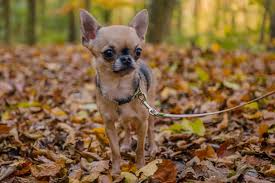 Monat in die pubertät und gilt mit 12 monaten als erwachsener hund. Chihuahua Als Haustier Haltung Pflege