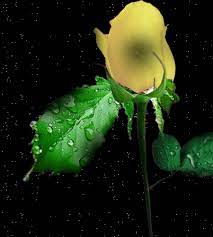 Flowers For Flower Lovers Animated Flower Wallpapers Animated Flowers Flower Wallpaper Plant Images