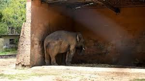 Baby elephant gets a bath credit : Kaavan The World S Loneliest Elephant Is Finally Going Free Bbc News