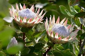 Image result for Protea argyrea
