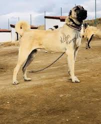 Boz Kangal Kangal Kopegi Coban Kopekleri Ve Volvo