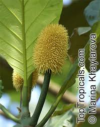 Image result for Artocarpus