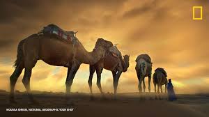 Submitted photos also joined national geographic's photography community. Nat Geo Photography On Twitter Top Shot Camel Train Https T Co U6ldclj2tf Yourshot