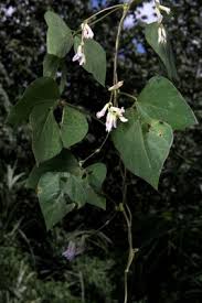Image result for Amphicarpaea africana
