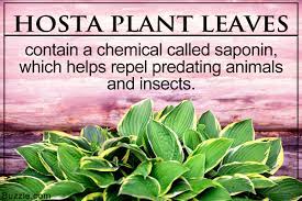 Check spelling or type a new query. Are Hosta Plants Really Poisonous Let S Find Out Gardenerdy