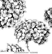 Image Result For Hydrangea Outline Realistic Flower Drawing Flower Drawing Flower Collage