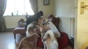 We'll go through what you can look for in overnight dog boarding kennels and how to locate the best options. Home From Home Dog Boarding Service Spotti Dog