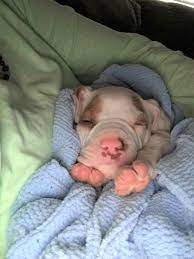31 Sweet Baby Ideas Dogs Pets Animals