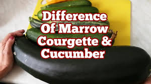 Parts of the plant are wilting. The Difference Between Marrow Courgette And Cucumber All From Cucubrita Family Youtube