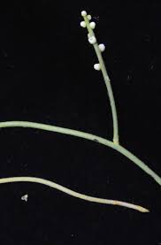 Image result for Cassytha pondoensis