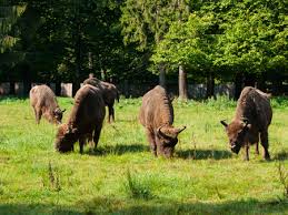 In 1990, belarus gained full independence and six months later the country gained its present name, the. Junge Gefahrdete Europaische Holz Bison Oder Wisent In Bialowieza Urwald Polen Und Weissrussland Schwarz Weiss Bild Lizenzfreie Fotos Bilder Und Stock Fotografie Image 62557659