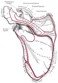 We did not find results for: The Scapula Shoulder Blade Human Anatomy