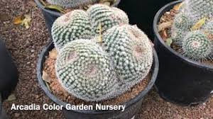These particular types of plants such as cactus and agave retain water in their leaves. Succulent Selection In Phoenix Arizona Plant Nurseries And Home Depot Youtube