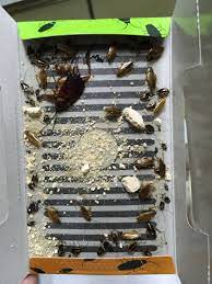After you pinpoint roach problems with glue traps, put out roach baits like maxforce. High Quality Cockroach Trap Cockroach Bait Glue Sticker Trapper For Home Office Restaurant Pest Control Safe And Non Toxic Trapper Aliexpress