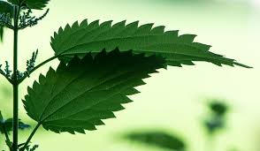 Image result for Urtica urens