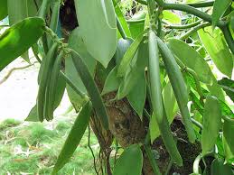 Image result for Vanilla grandifolia