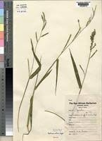 Image result for Urochloa arrecta