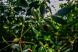 Image result for Ekebergia