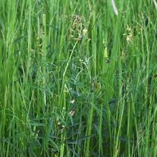 Image result for Crotalaria barnabassii