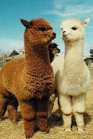 Winds blow sand all around, so a camel has long eyelashes. Yo Sidney I Don T Feel Great It Is Because The Llama S Were Being So Fabulous Cute Animals Animals Animals Beautiful