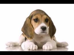 We did not find results for: Happy Birthday To You Daisy The Beagle Youtube