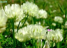 Image result for Trifolium isthmocarpum
