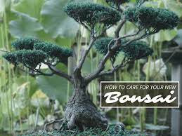 Instructions on how to take care of your bonsai tree: How To Take Care Of A Bonsai Tree Dengarden
