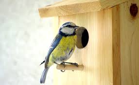 Comment construire une cabane en bois. Comment Fabriquer Un Nichoir A Oiseau
