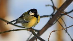 I'm attending my first type conference. Ingyenes Hatterkepek Madarak Termeszet Ag Sarga Vadvilag Gallyak Csor Feketefeju Cinke Virag Madar Pinty Fauna Rudon Ules Bird Gerinces Legykapofelek 1920x1080 Poune 291071 Ingyenes Hatterkepek Wallhere