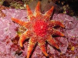 Pin On Estrellas De Mar