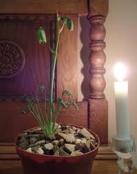 Image result for Dipcadi rigidifolium