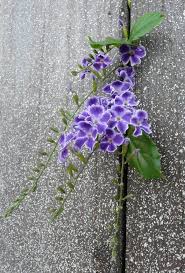 September, july and june are the most pleasant months in long beach, while january and december are the least comfortable months. Nunca Sabras Si No Lo Intentas Long Beach California Rare Flowers Beautiful Flowers Purple Flowers