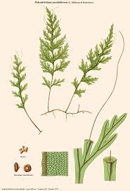 Image result for Polyphlebium