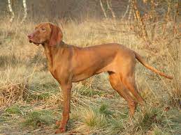 Good dog thoroughly vets every breeder to ensure they use responsible breeding practices for vizslas. Hongaarse Vizsla Vizsla Dogs Cute Puppies And Kittens Puppy Photos